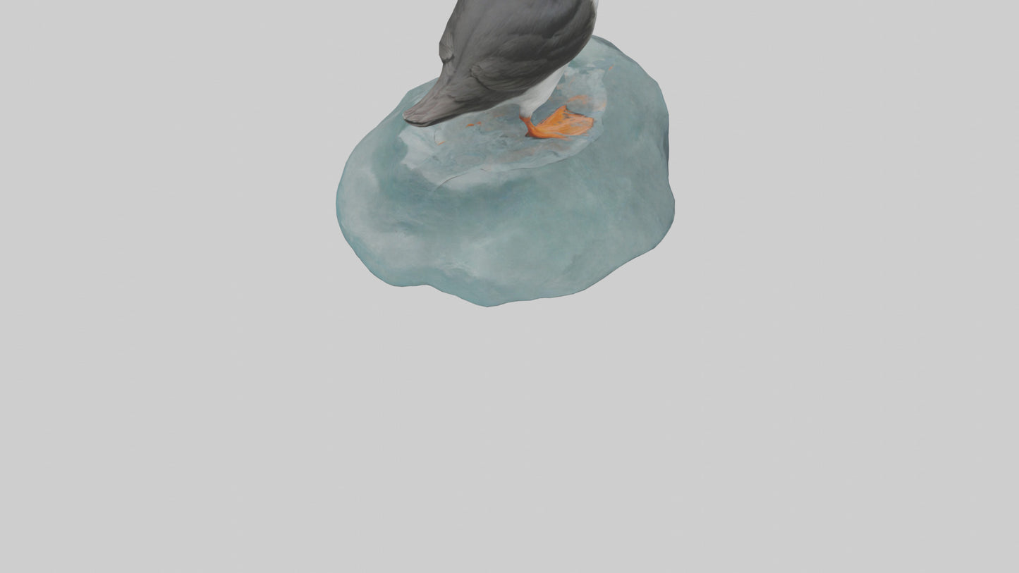 Puffin standing on rock model VR / AR / low-poly