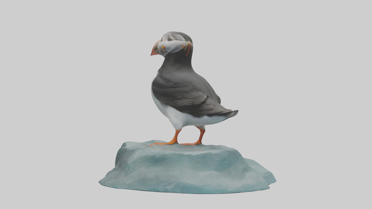 Puffin standing on rock model VR / AR / low-poly