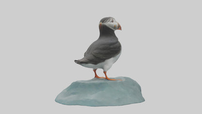 Puffin standing on rock model VR / AR / low-poly