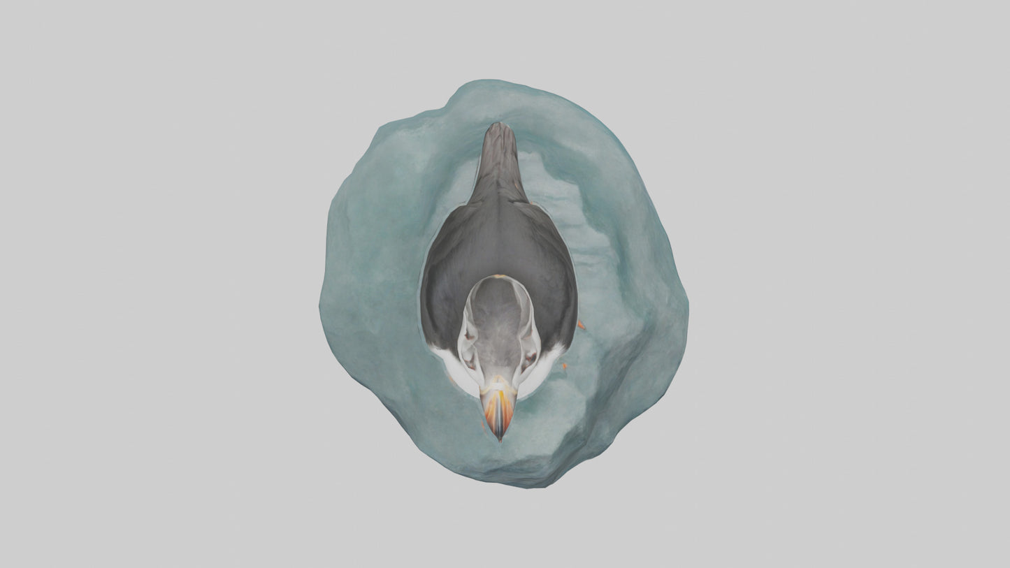 Puffin standing on rock model VR / AR / low-poly