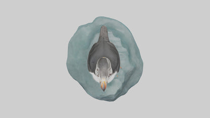 Puffin standing on rock model VR / AR / low-poly