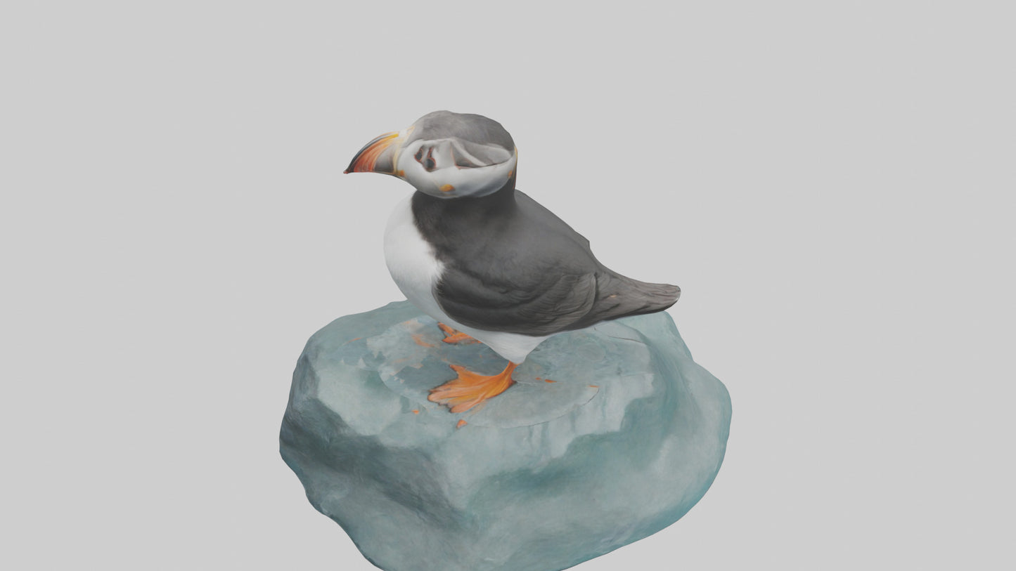 Puffin standing on rock model VR / AR / low-poly