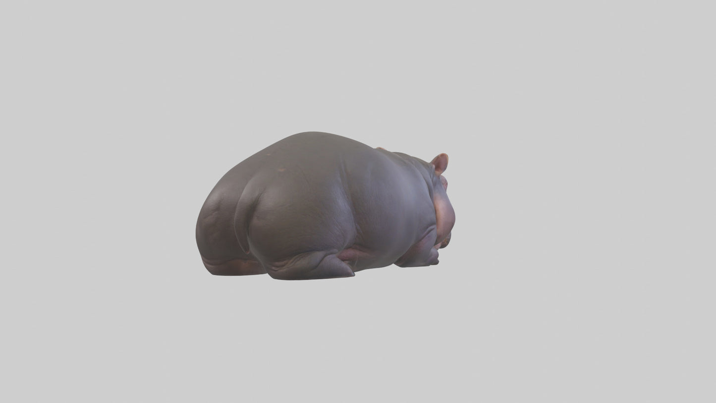 3D model Pygmy Hippo lying down model VR / AR / low-poly