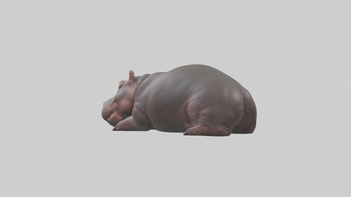 3D model Pygmy Hippo lying down model VR / AR / low-poly