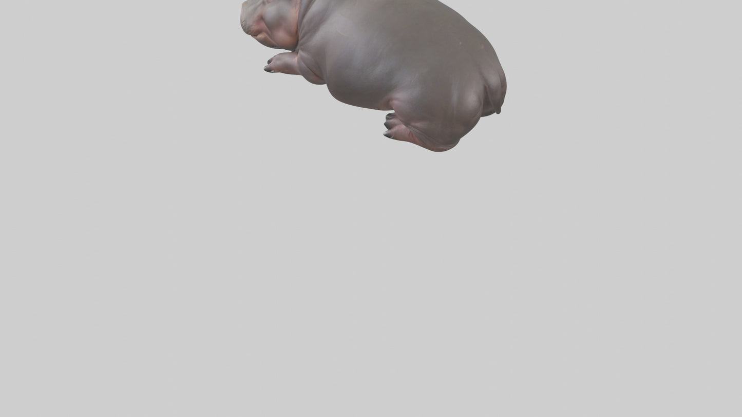 3D model Pygmy Hippo lying down model VR / AR / low-poly