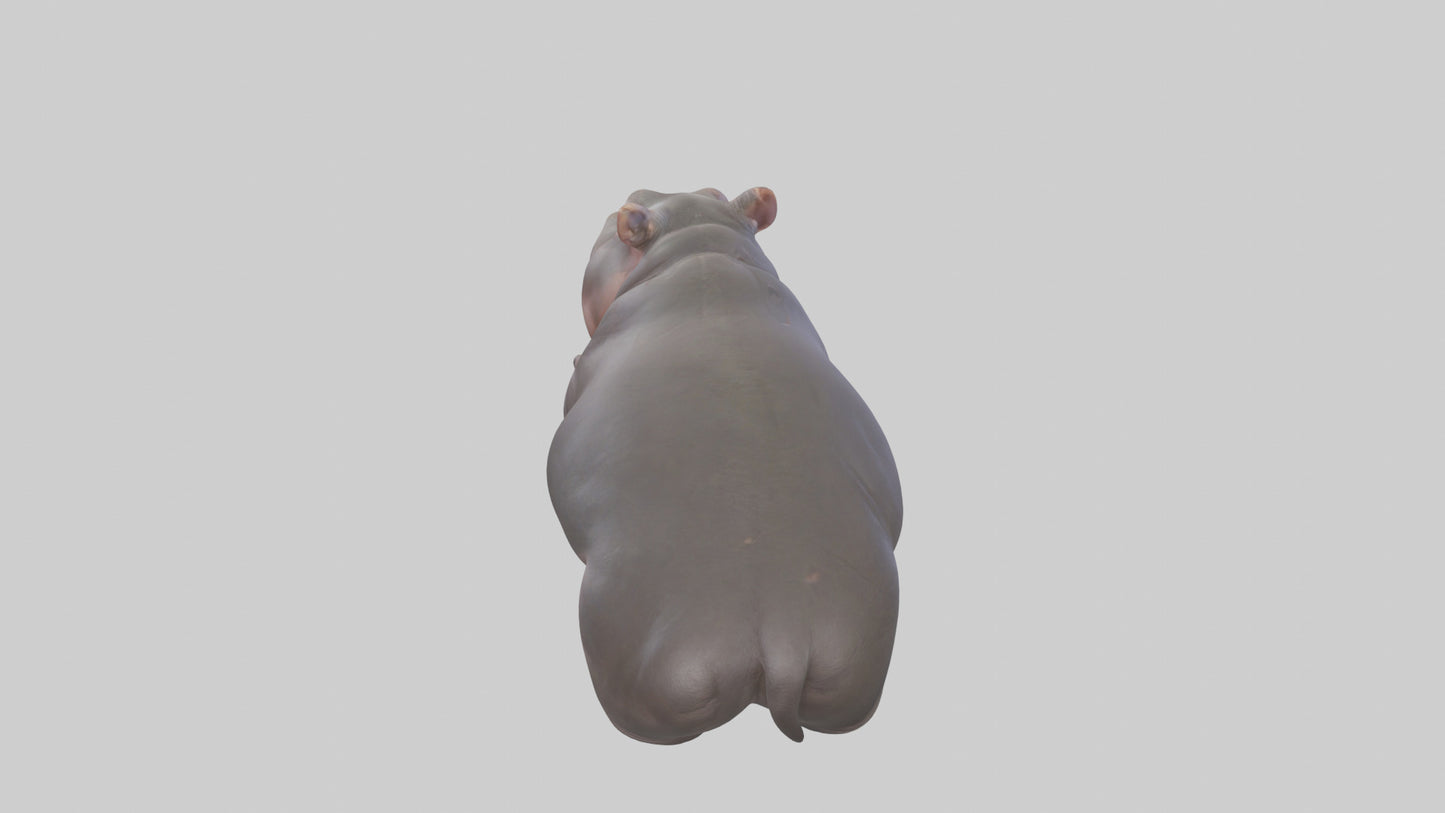 3D model Pygmy Hippo lying down model VR / AR / low-poly
