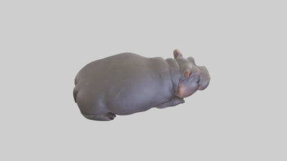 3D model Pygmy Hippo lying down model VR / AR / low-poly