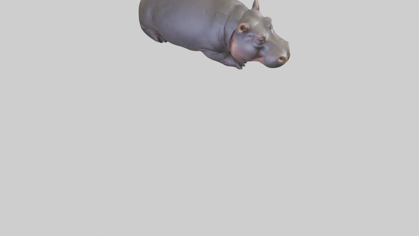 3D model Pygmy Hippo lying down model VR / AR / low-poly