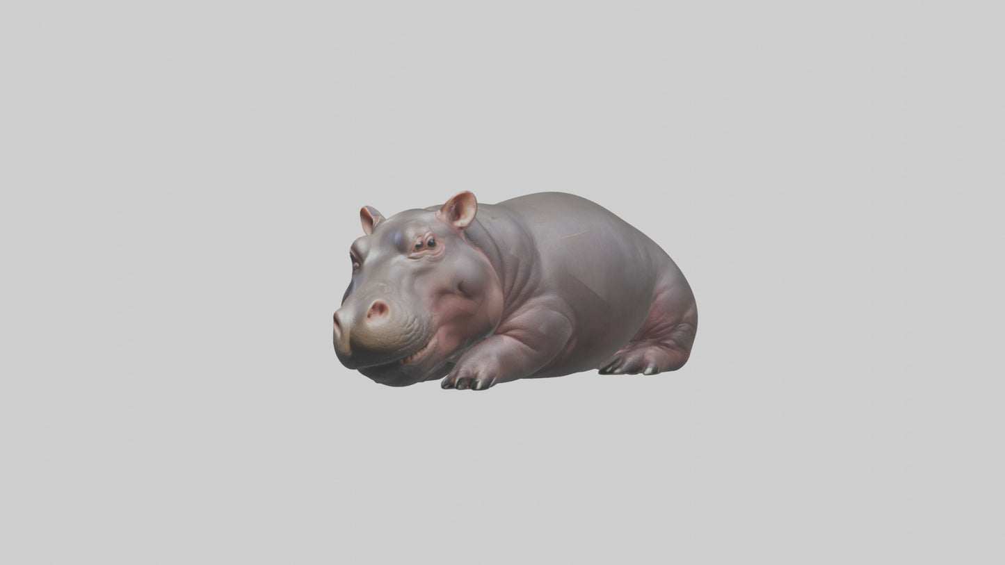 3D model Pygmy Hippo lying down model VR / AR / low-poly