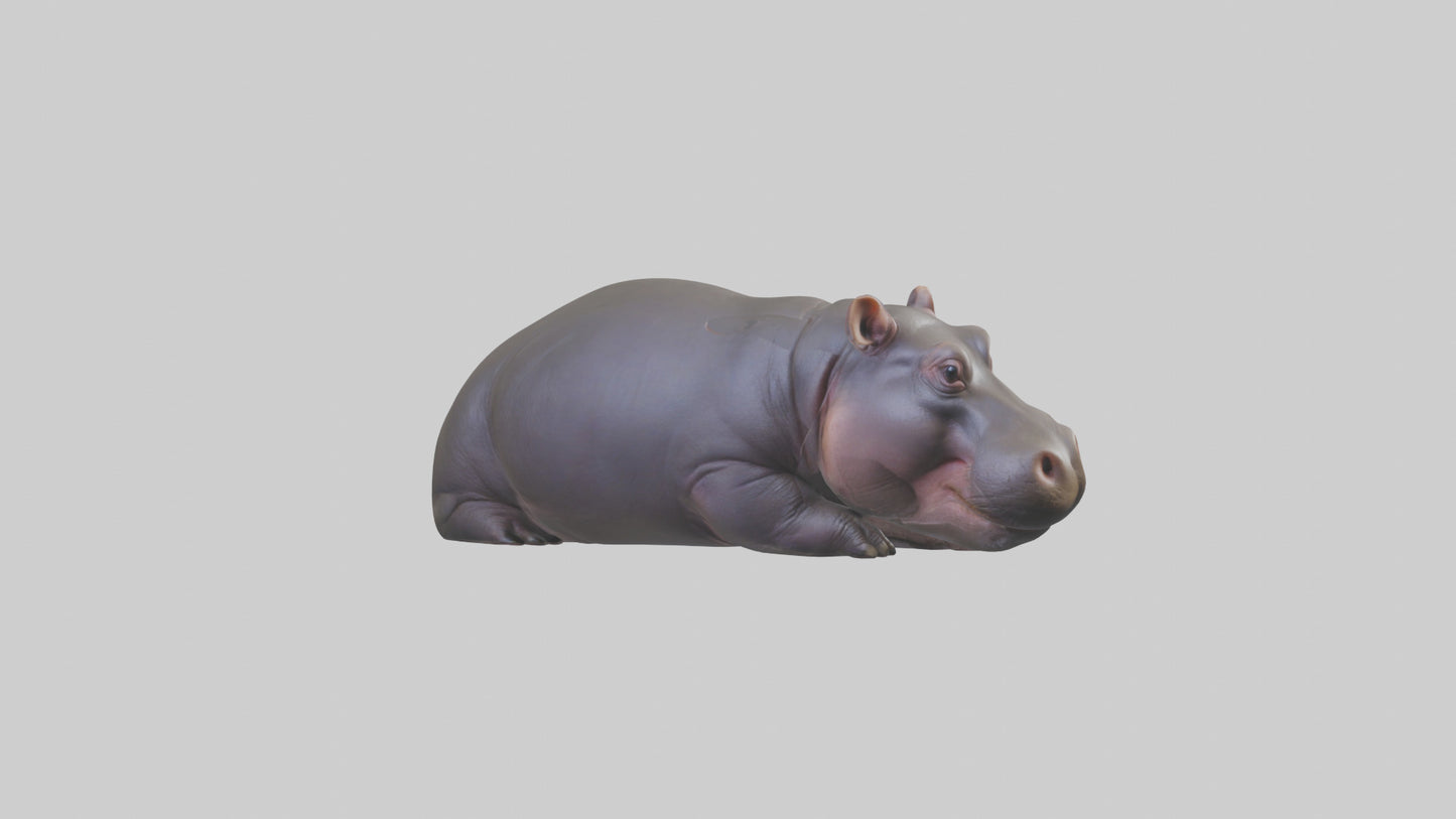 3D model Pygmy Hippo lying down model VR / AR / low-poly