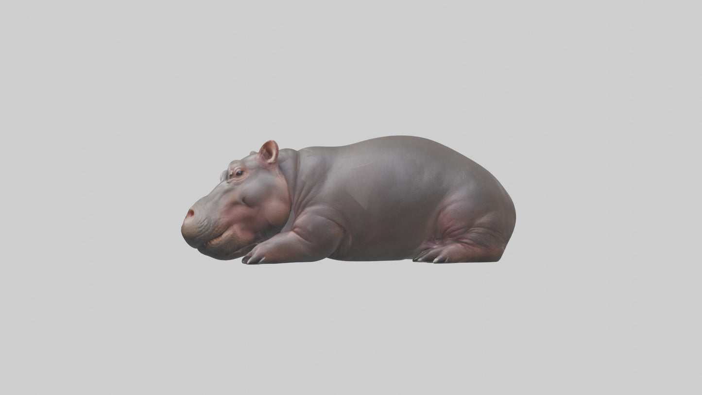 3D model Pygmy Hippo lying down model VR / AR / low-poly