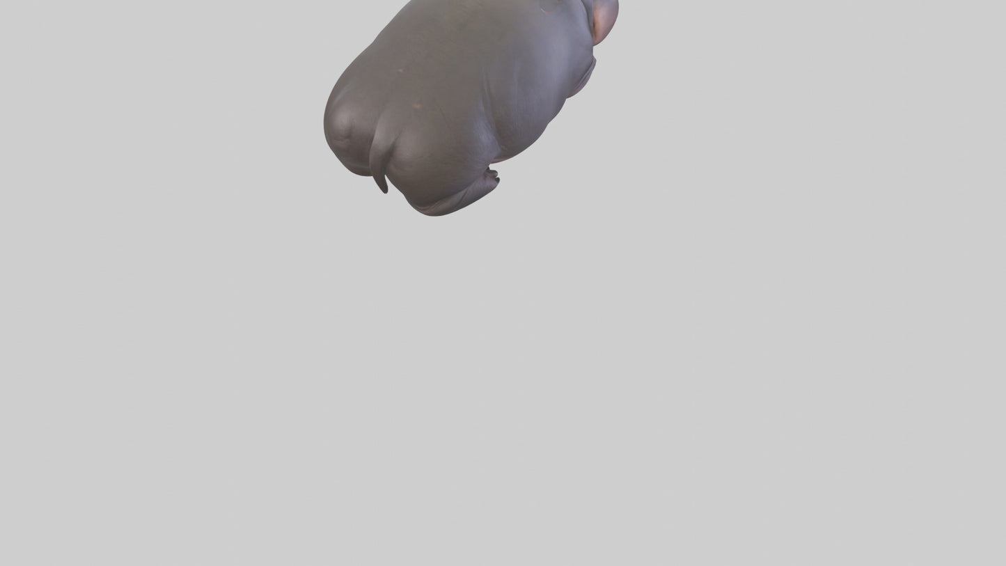 3D model Pygmy Hippo lying down model VR / AR / low-poly