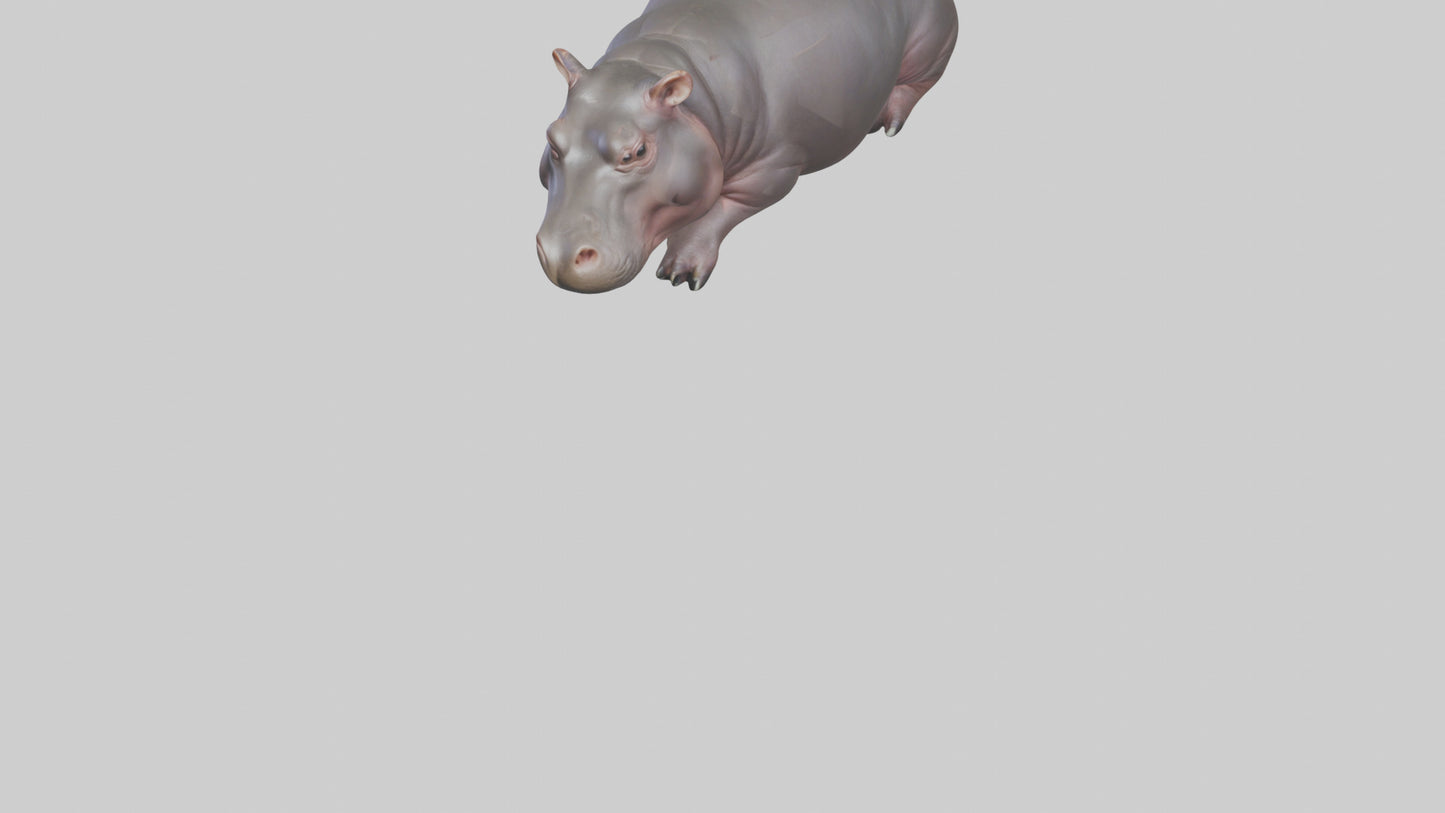 3D model Pygmy Hippo lying down model VR / AR / low-poly