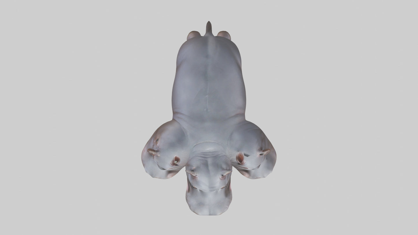 3D model Pygmy Hippo walking model VR / AR / low-poly