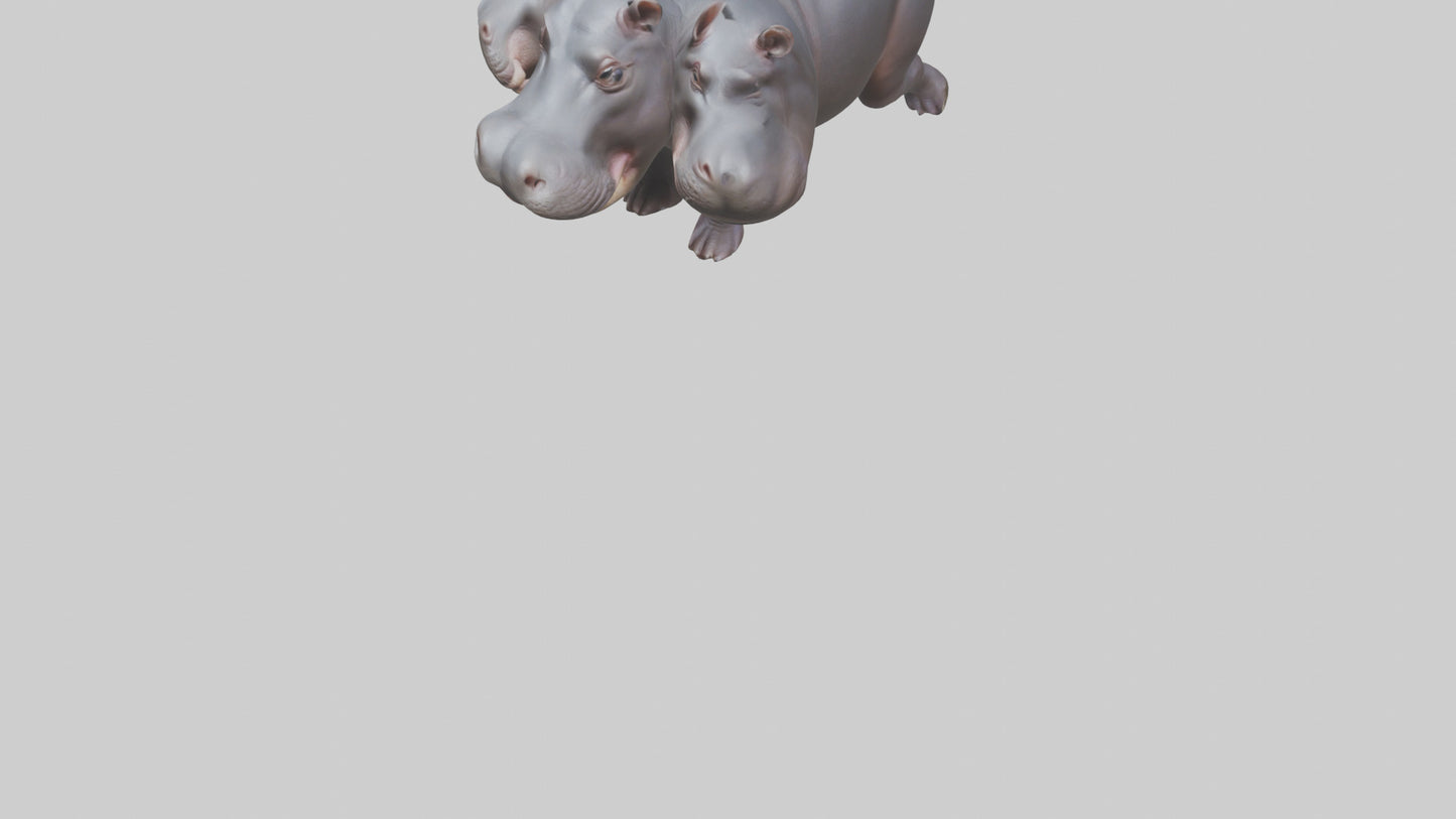 3D model Pygmy Hippo walking model VR / AR / low-poly