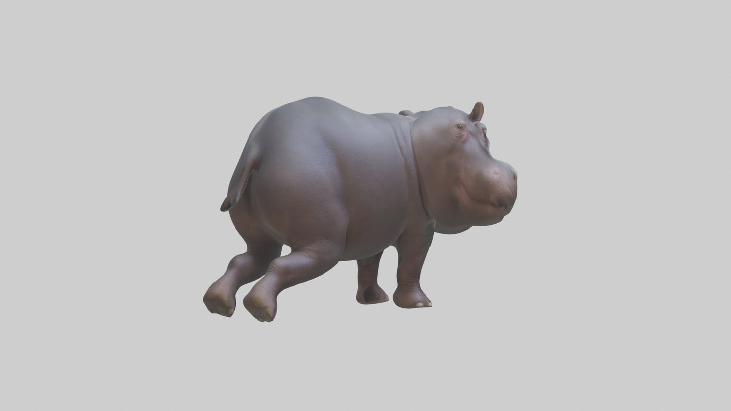 3D model Pygmy Hippo walking model VR / AR / low-poly