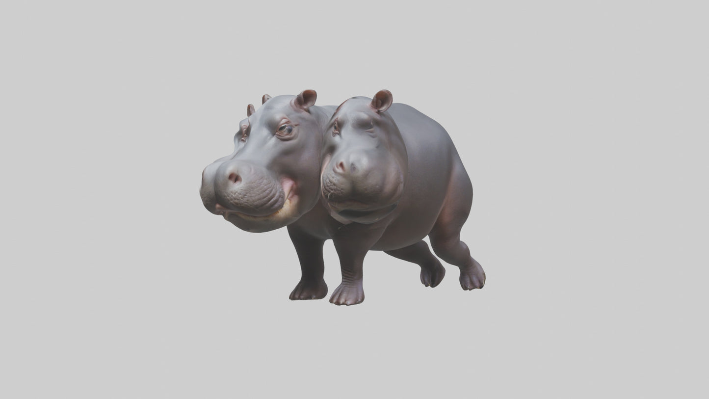 3D model Pygmy Hippo walking model VR / AR / low-poly