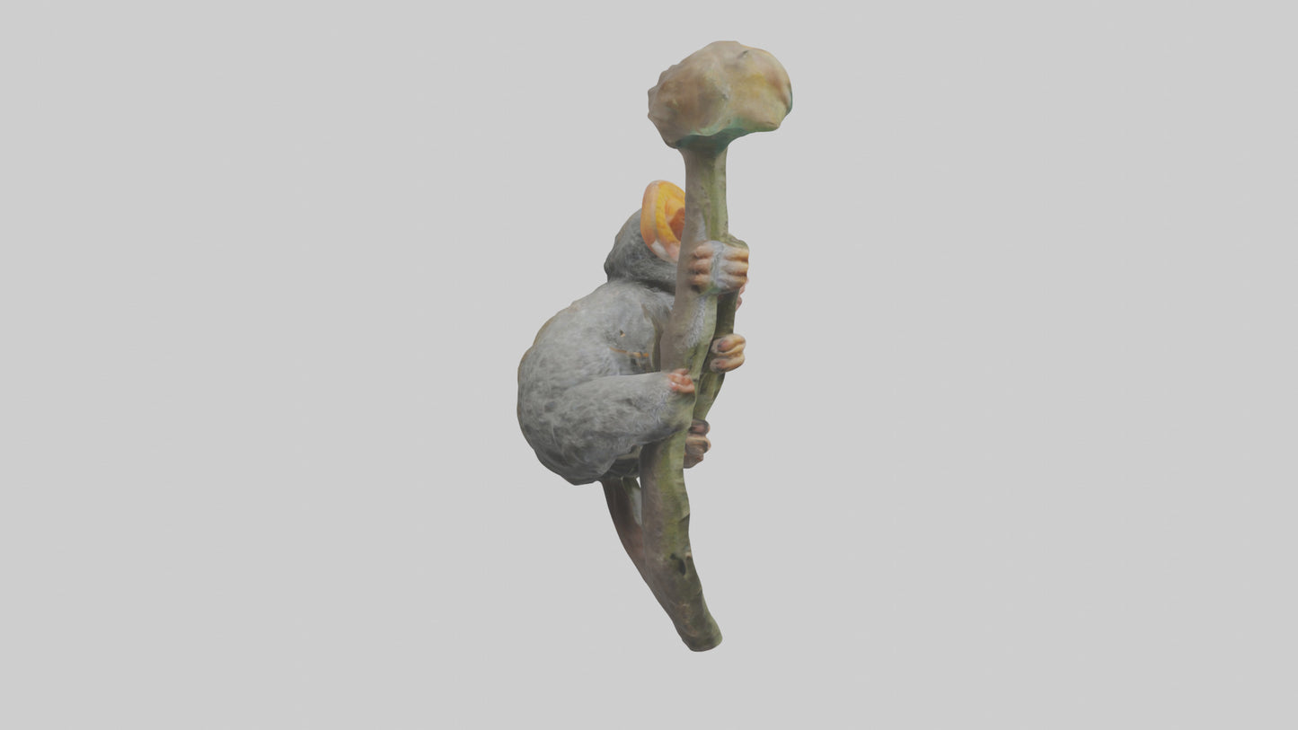 Pygmy Marmoset climbing model VR / AR / low-poly
