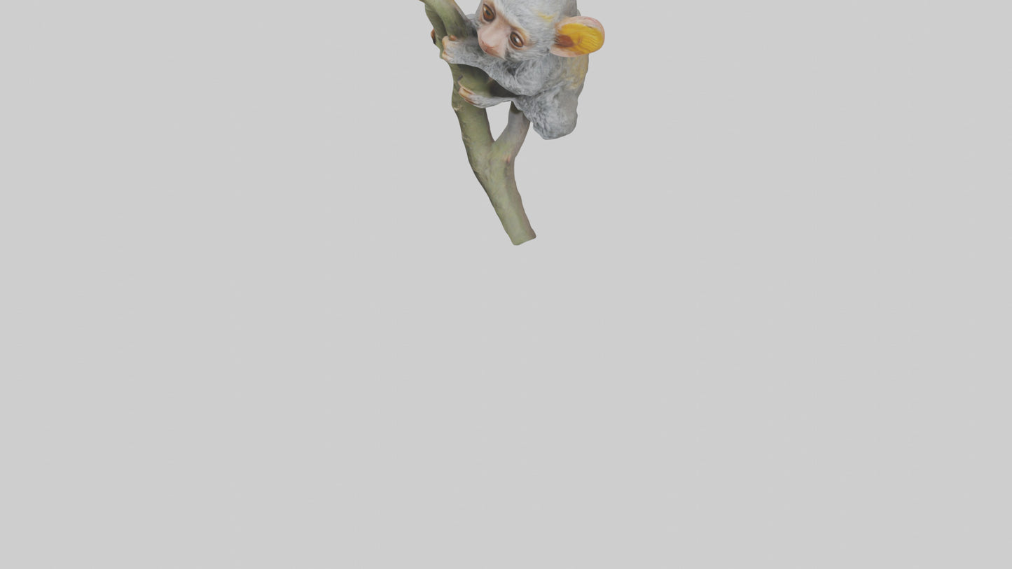 Pygmy Marmoset climbing model VR / AR / low-poly