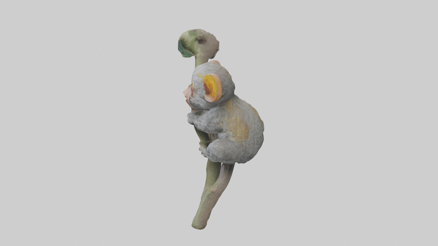Pygmy Marmoset climbing model VR / AR / low-poly