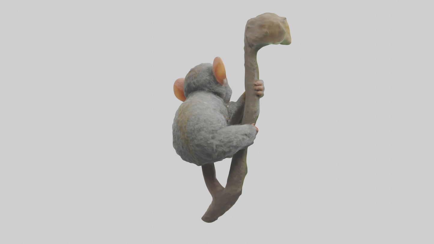 Pygmy Marmoset climbing model VR / AR / low-poly