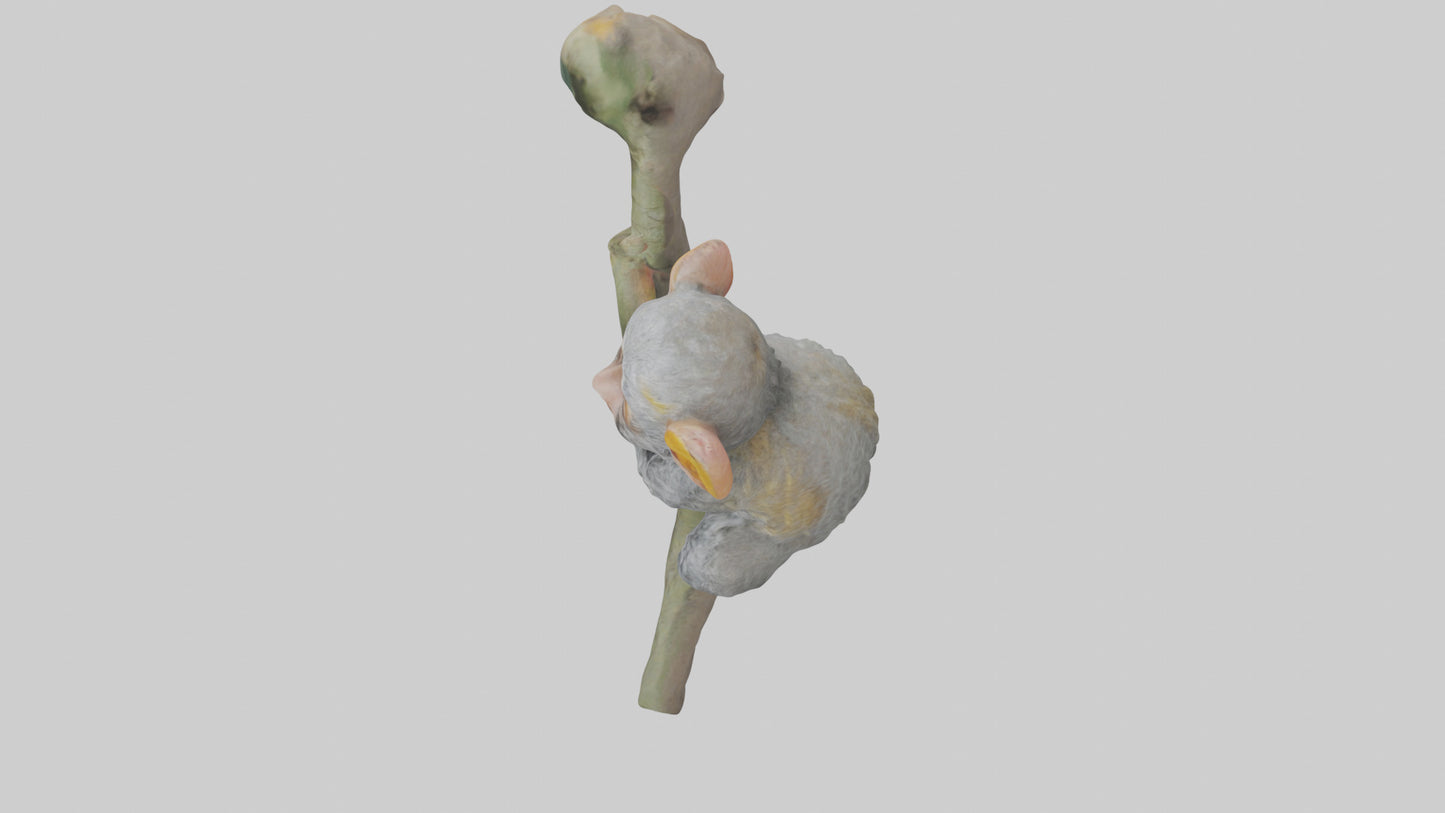 Pygmy Marmoset climbing model VR / AR / low-poly