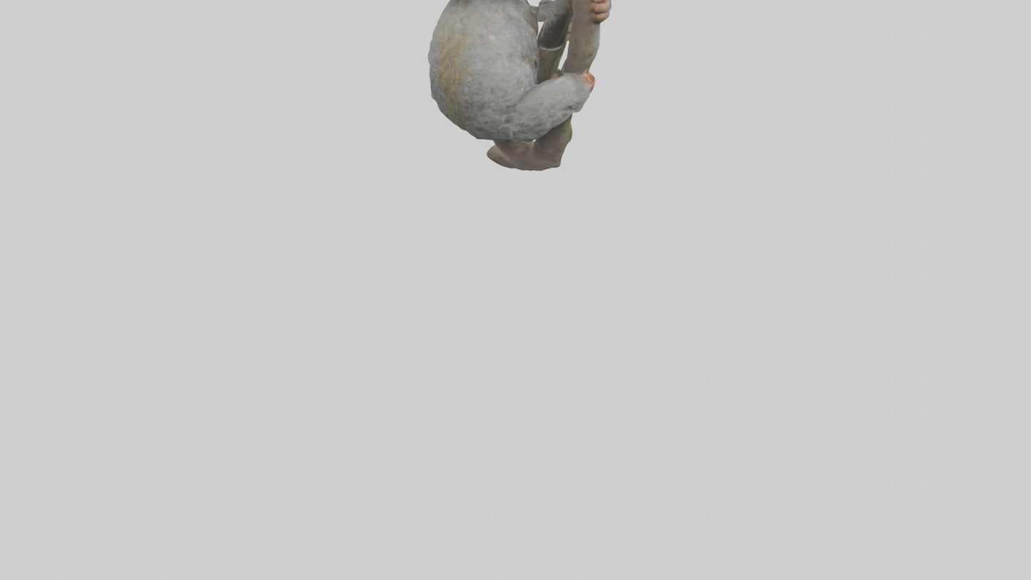 Pygmy Marmoset climbing model VR / AR / low-poly