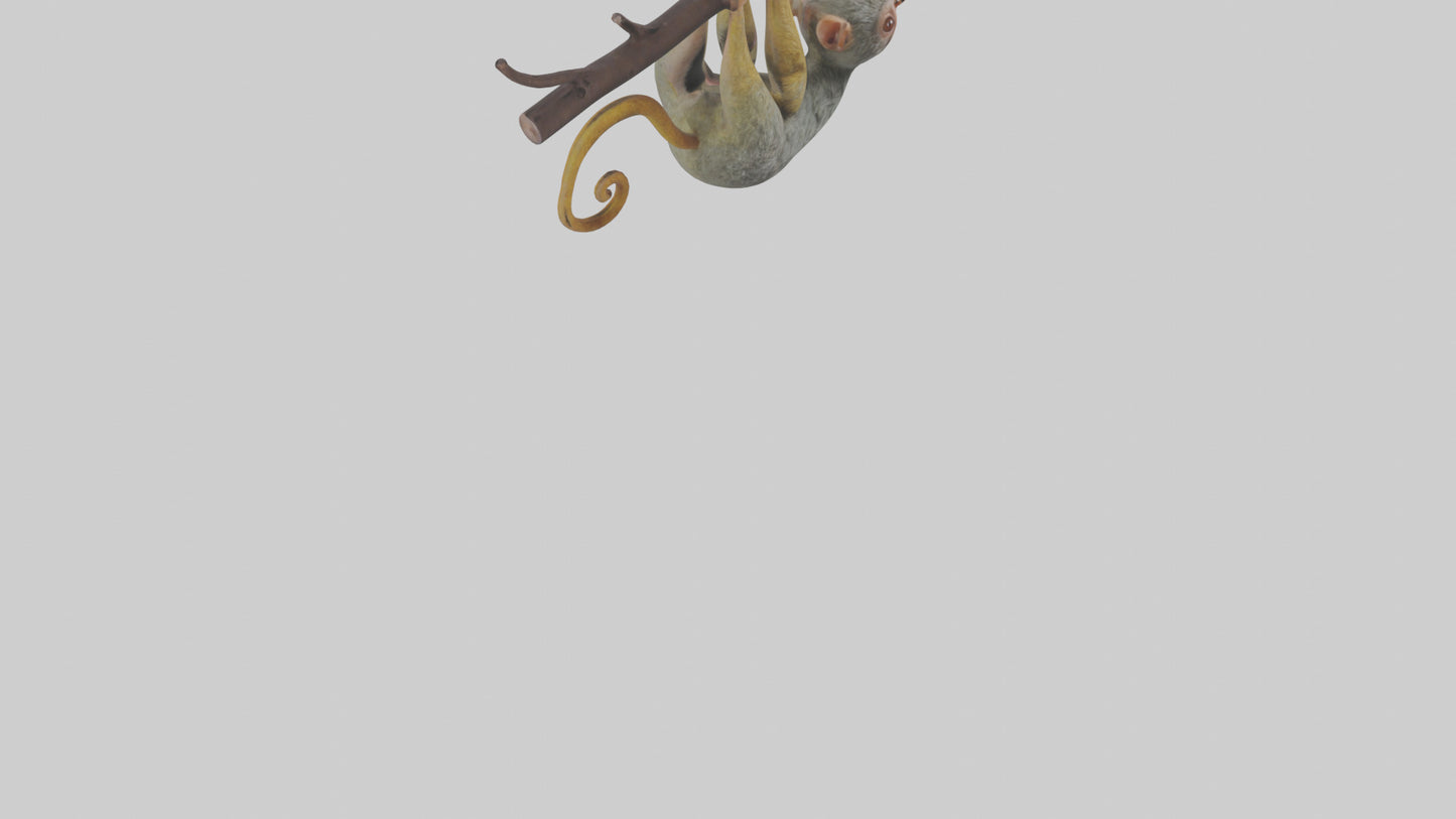 Pygmy Marmoset hanging model VR / AR / low-poly