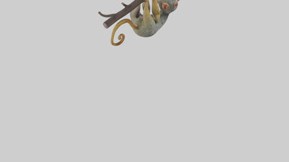 Pygmy Marmoset hanging model VR / AR / low-poly