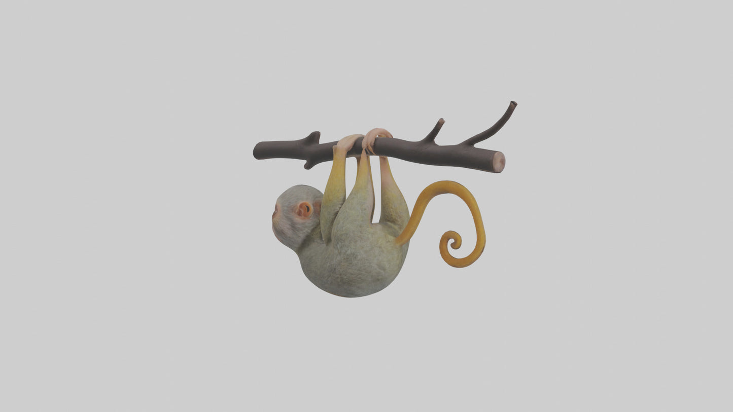 Pygmy Marmoset hanging model VR / AR / low-poly