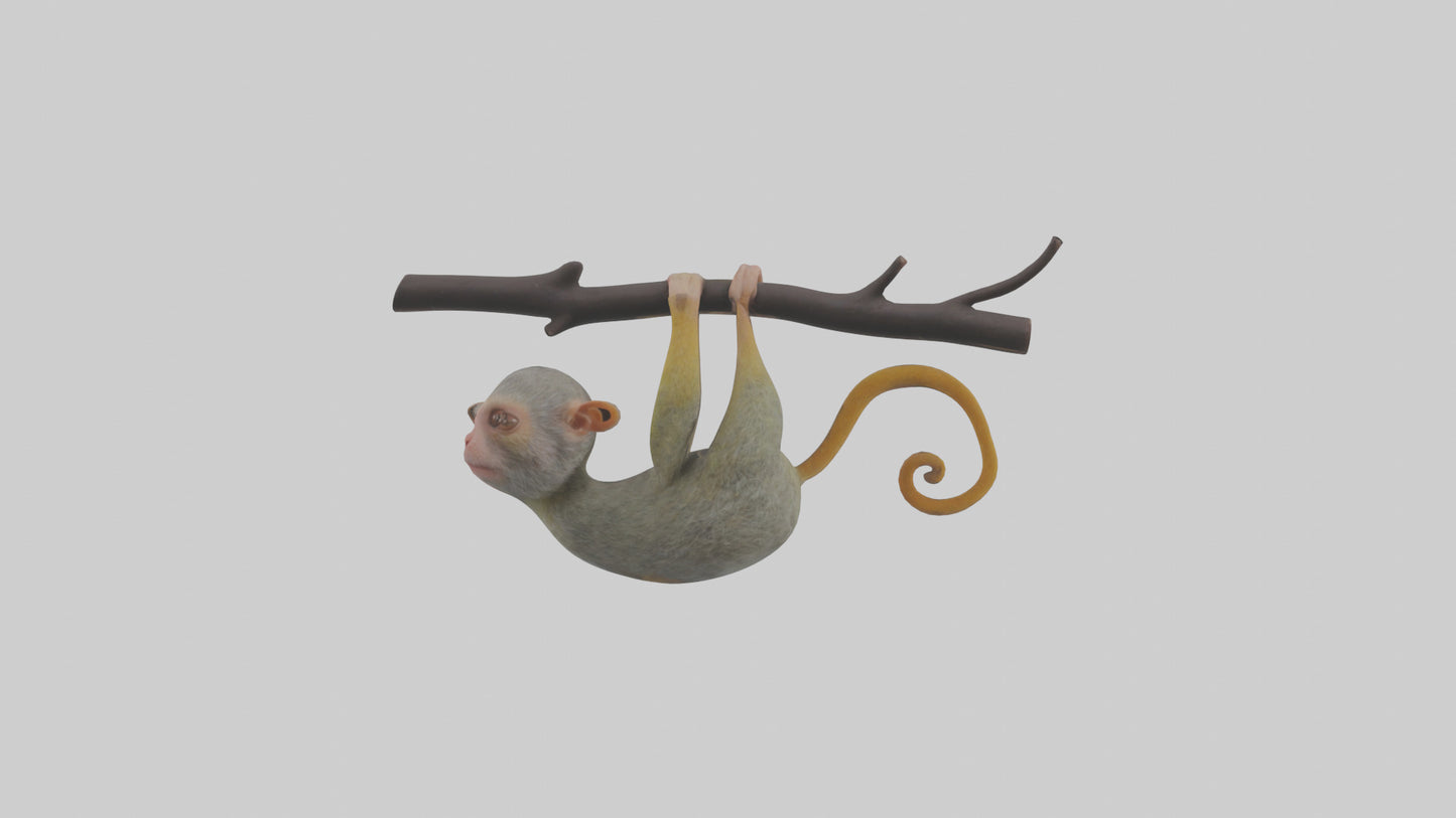 Pygmy Marmoset hanging model VR / AR / low-poly