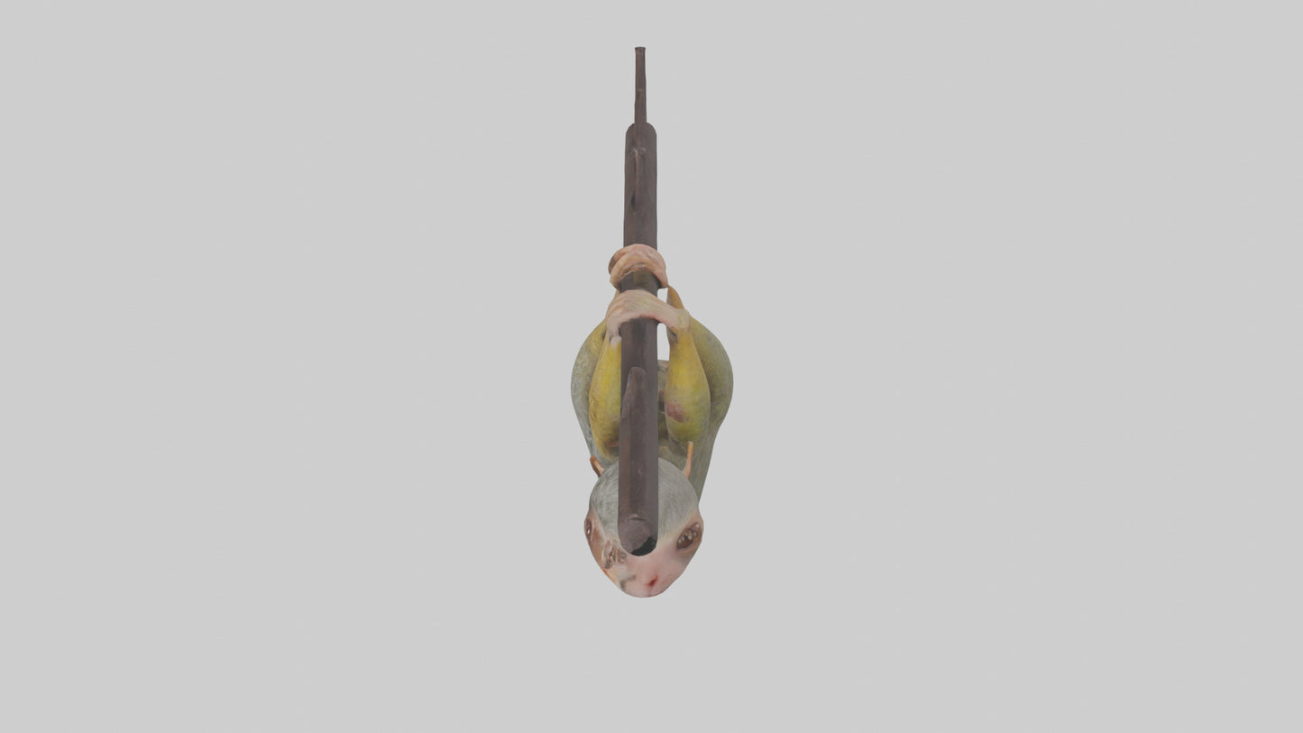 Pygmy Marmoset hanging model VR / AR / low-poly