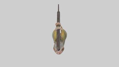 Pygmy Marmoset hanging model VR / AR / low-poly