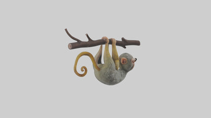 Pygmy Marmoset hanging model VR / AR / low-poly