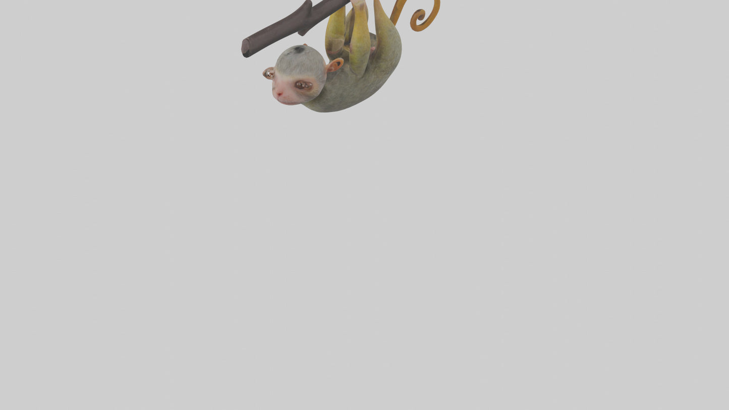 Pygmy Marmoset hanging model VR / AR / low-poly