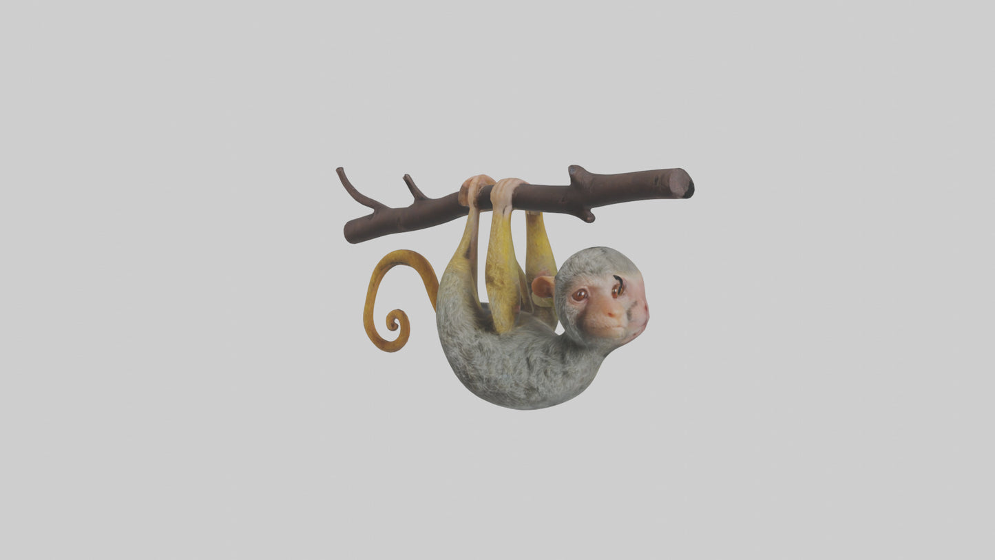 Pygmy Marmoset hanging model VR / AR / low-poly