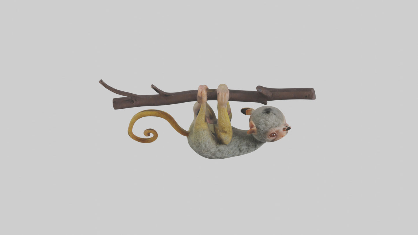 Pygmy Marmoset hanging model VR / AR / low-poly