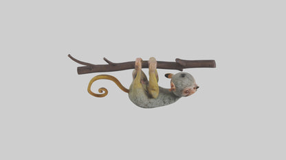 Pygmy Marmoset hanging model VR / AR / low-poly