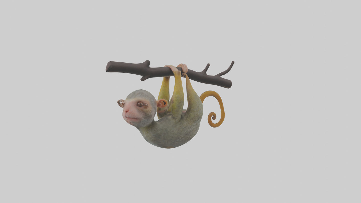 Pygmy Marmoset hanging model VR / AR / low-poly