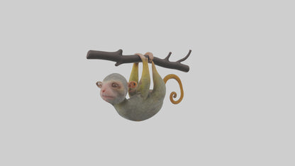 Pygmy Marmoset hanging model VR / AR / low-poly