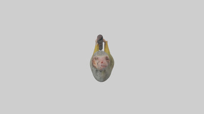 Pygmy Marmoset hanging model VR / AR / low-poly