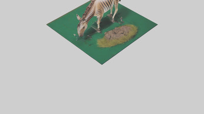 3D model Quagga grazing extinct model VR / AR / low-poly