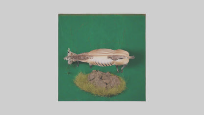 3D model Quagga grazing extinct model VR / AR / low-poly