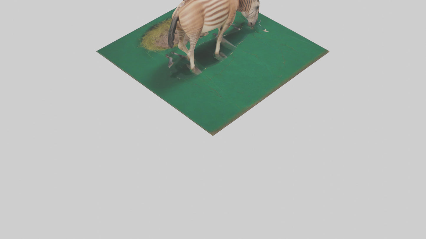 3D model Quagga grazing extinct model VR / AR / low-poly