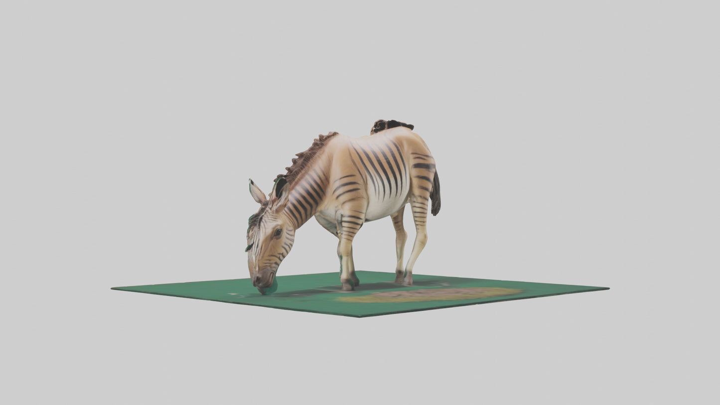 3D model Quagga grazing extinct model VR / AR / low-poly