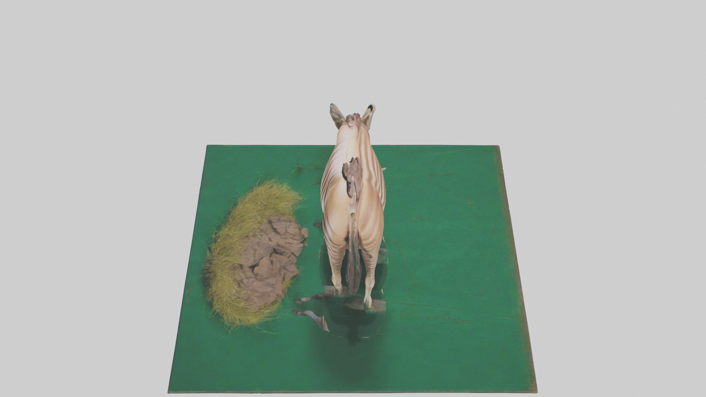 3D model Quagga grazing extinct model VR / AR / low-poly