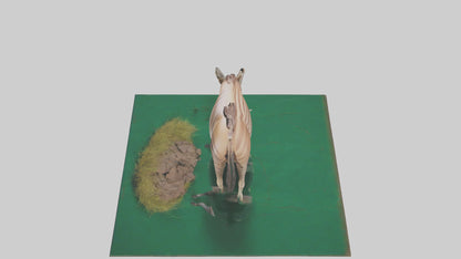 3D model Quagga grazing extinct model VR / AR / low-poly