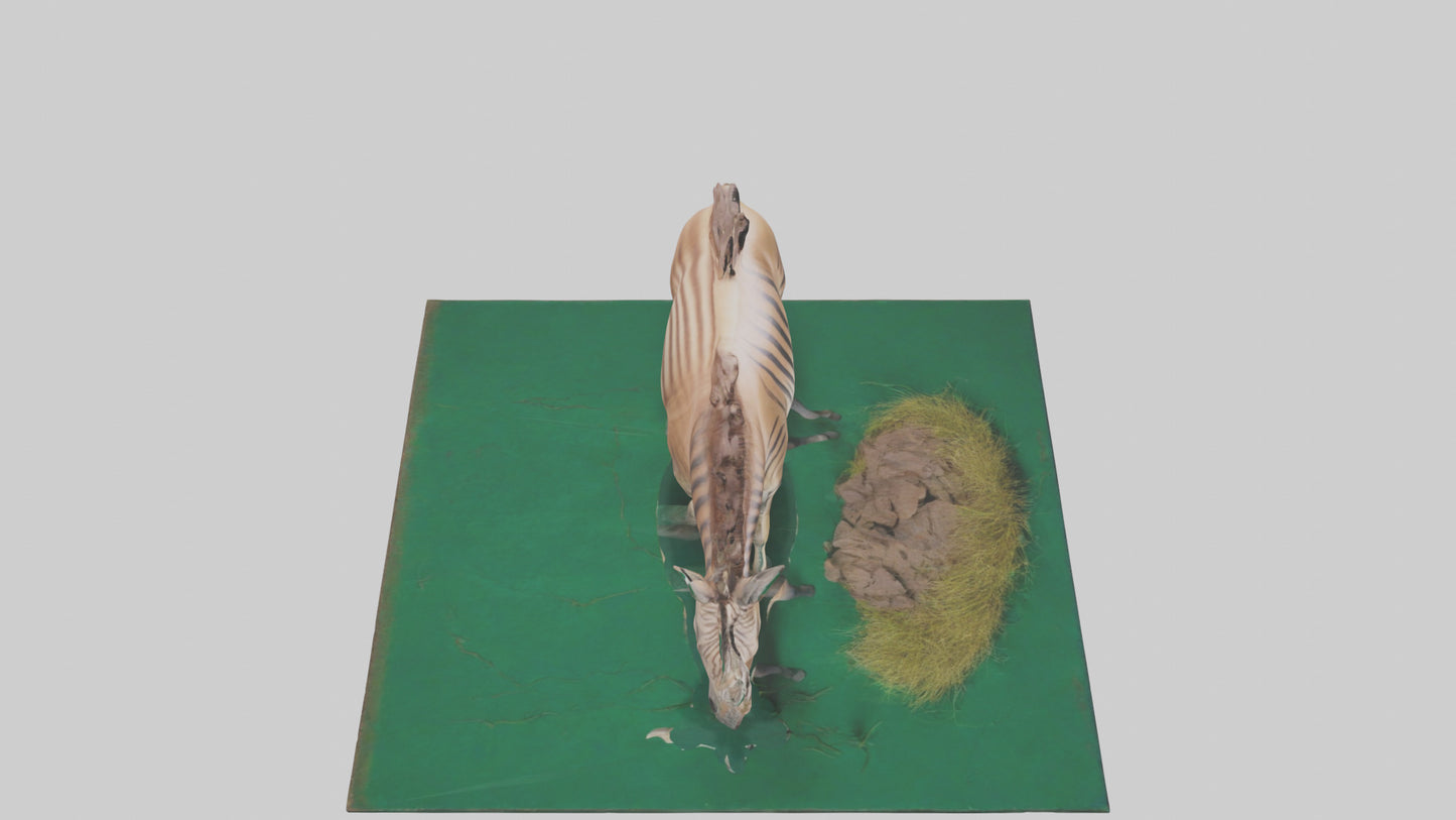 3D model Quagga grazing extinct model VR / AR / low-poly
