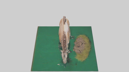 3D model Quagga grazing extinct model VR / AR / low-poly