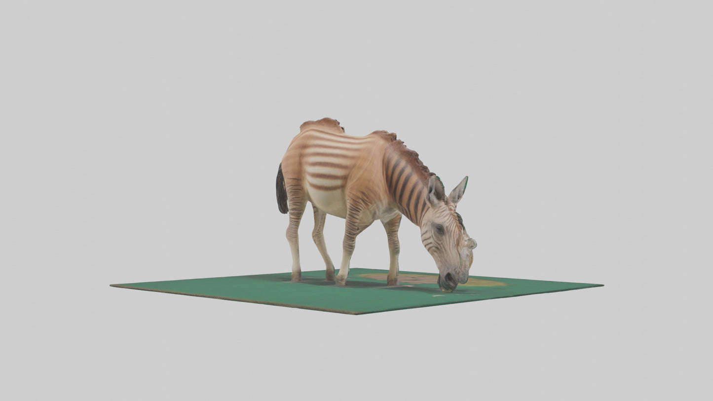 3D model Quagga grazing extinct model VR / AR / low-poly